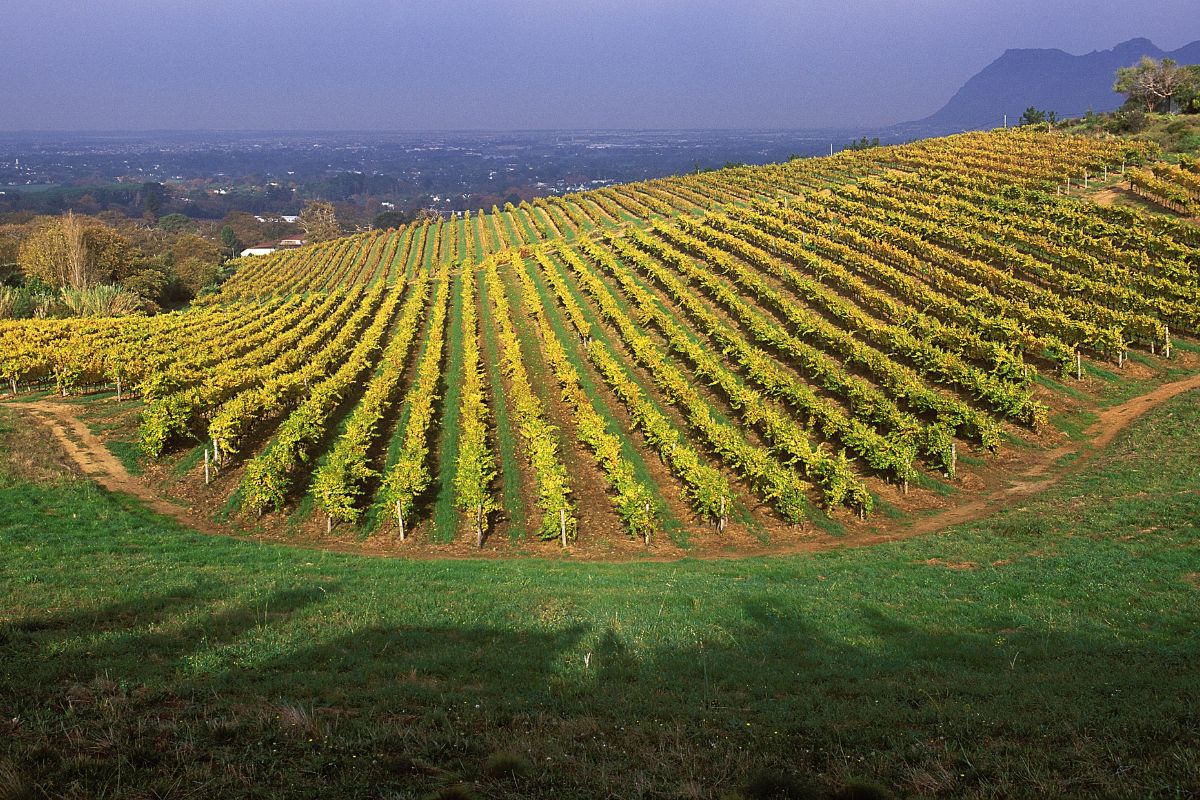 Groot Constantia Estate